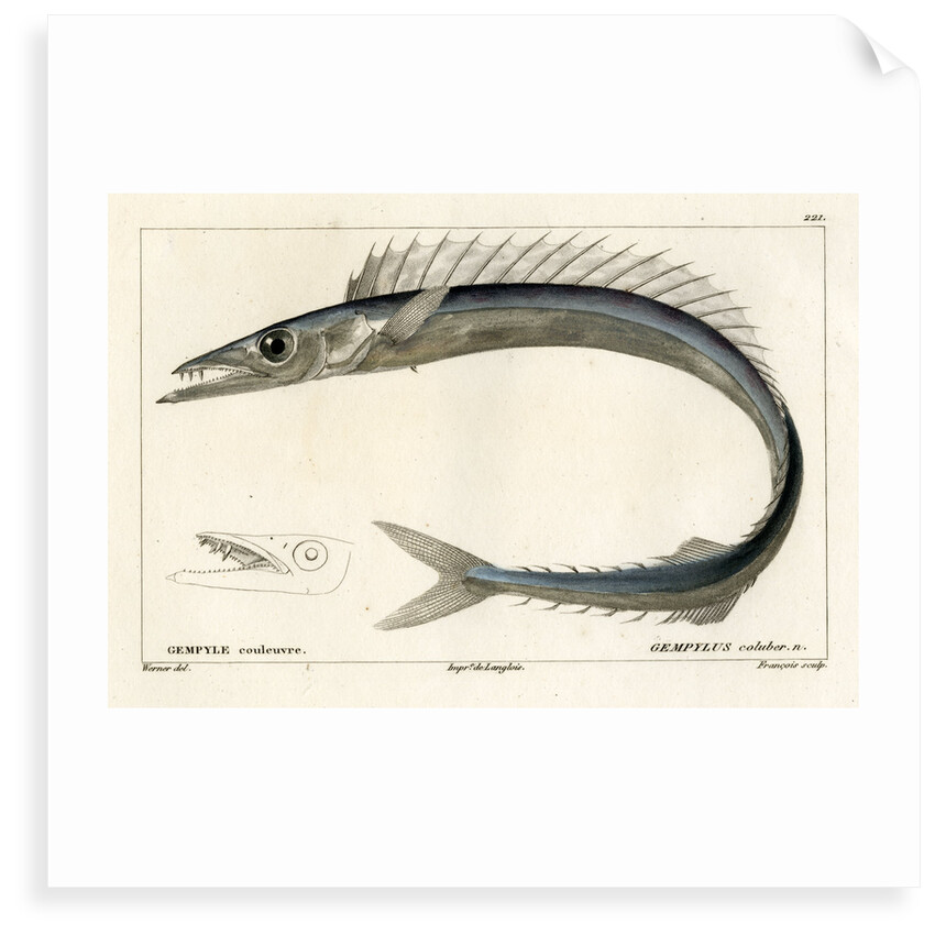 Snake mackerel by François