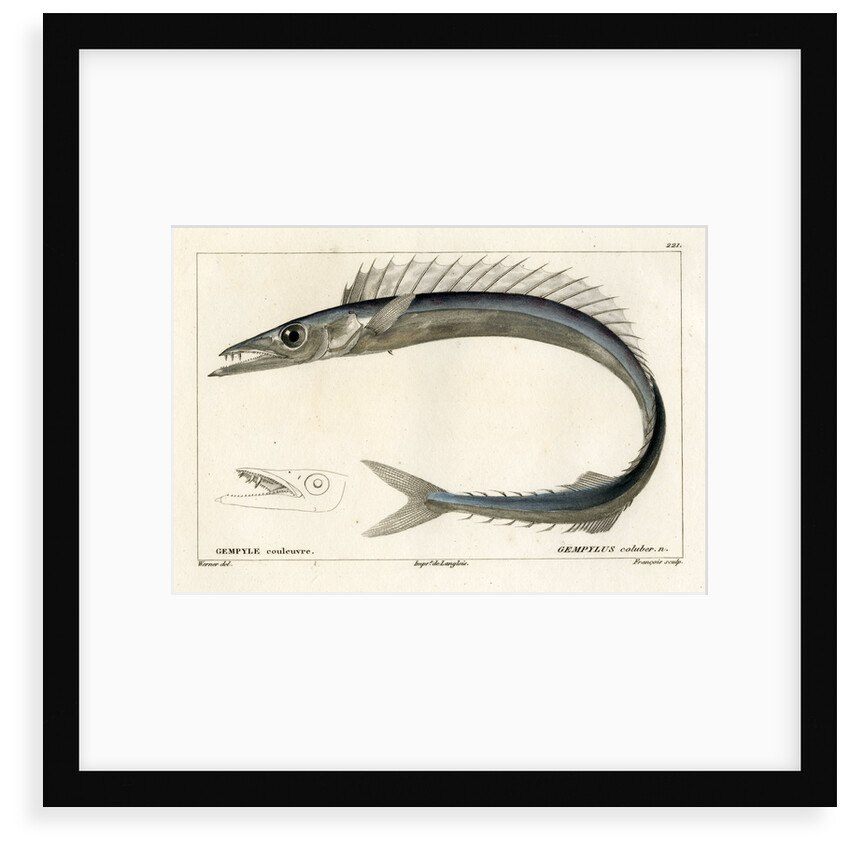 Snake mackerel by François