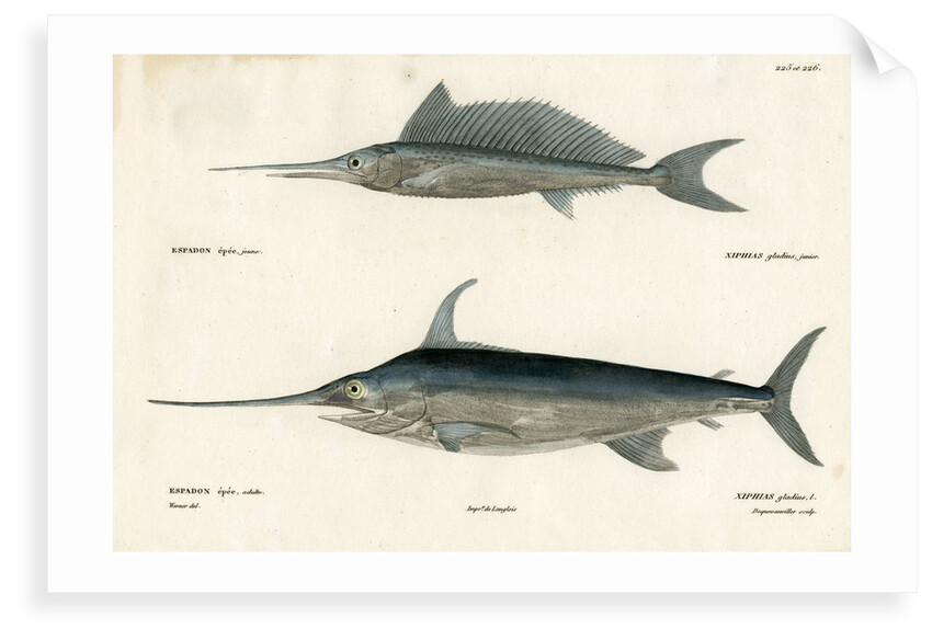 Swordfish by François Jacques Dequevauviller