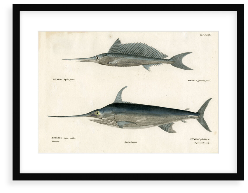 Swordfish by François Jacques Dequevauviller