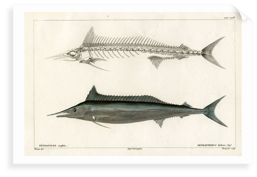Mediterranean spearfish by François