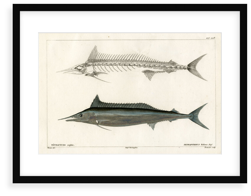 Mediterranean spearfish by François