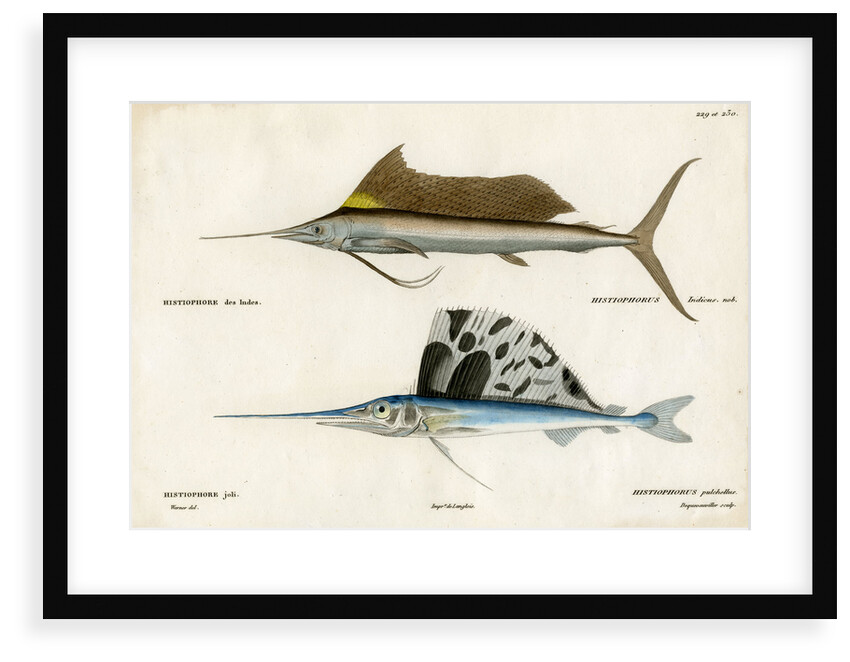 Sailfishes by François