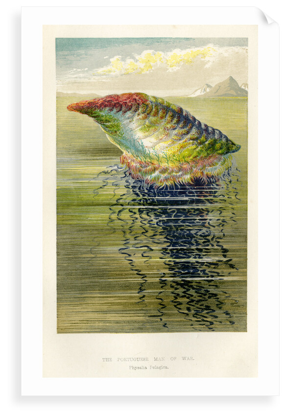 'The Portuguese Man of War' by unknown