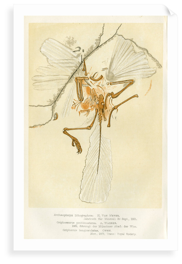 'Archaeopteryx' by unknown