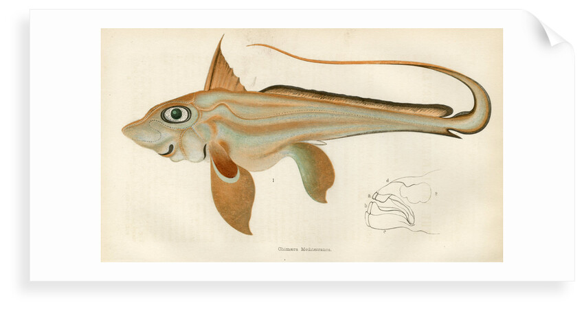 'Chimaera' by unknown
