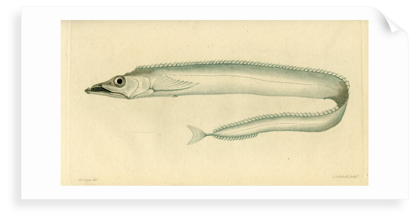 Silver scabbardfish by Edward Mitchell