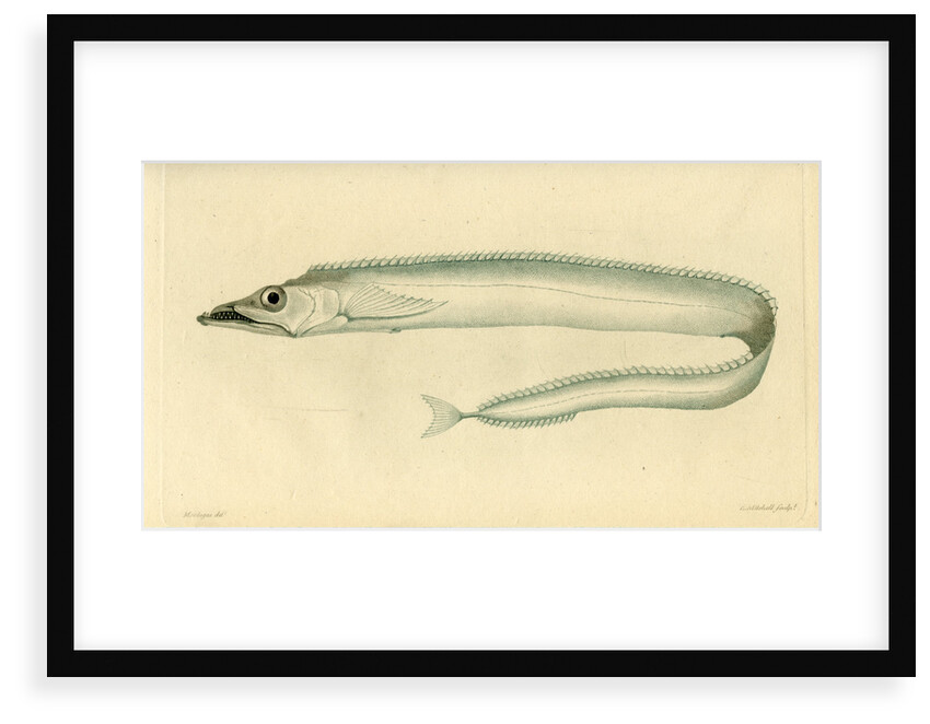 Silver scabbardfish by Edward Mitchell