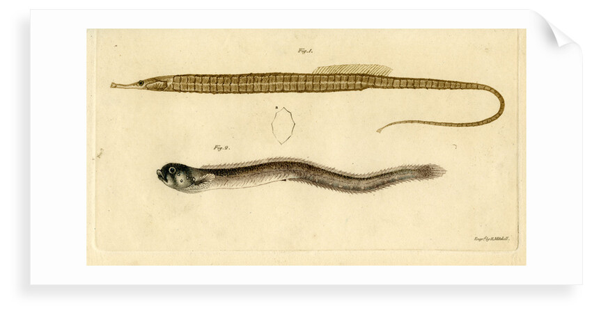 Snake pipefish and Pearlfish by Edward Mitchell