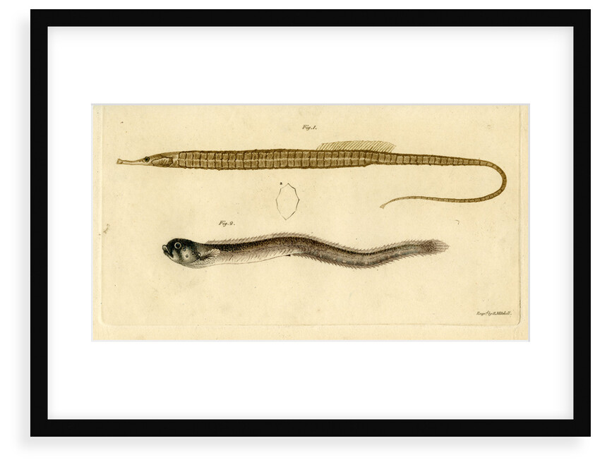 Snake pipefish and Pearlfish by Edward Mitchell
