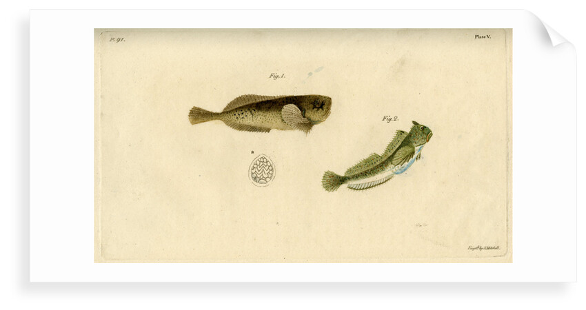 Montagu's seasnail and Montagu's blenny by Edward Mitchell