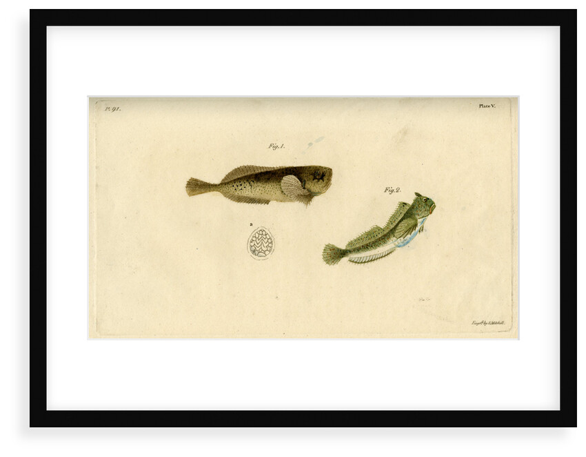 Montagu's seasnail and Montagu's blenny by Edward Mitchell
