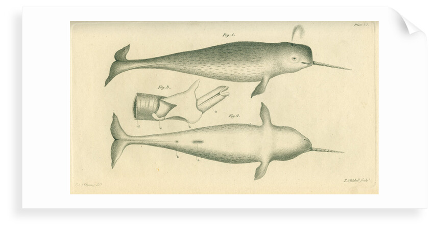 Narwhal by Edward Mitchell