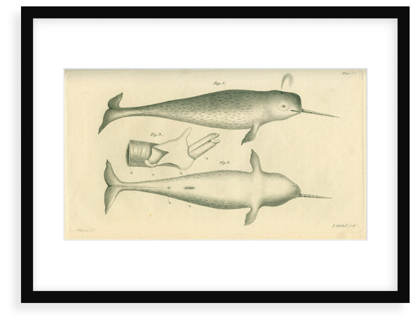 Narwhal by Edward Mitchell