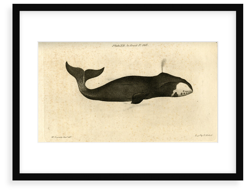 Bowhead whale by Edward Mitchell