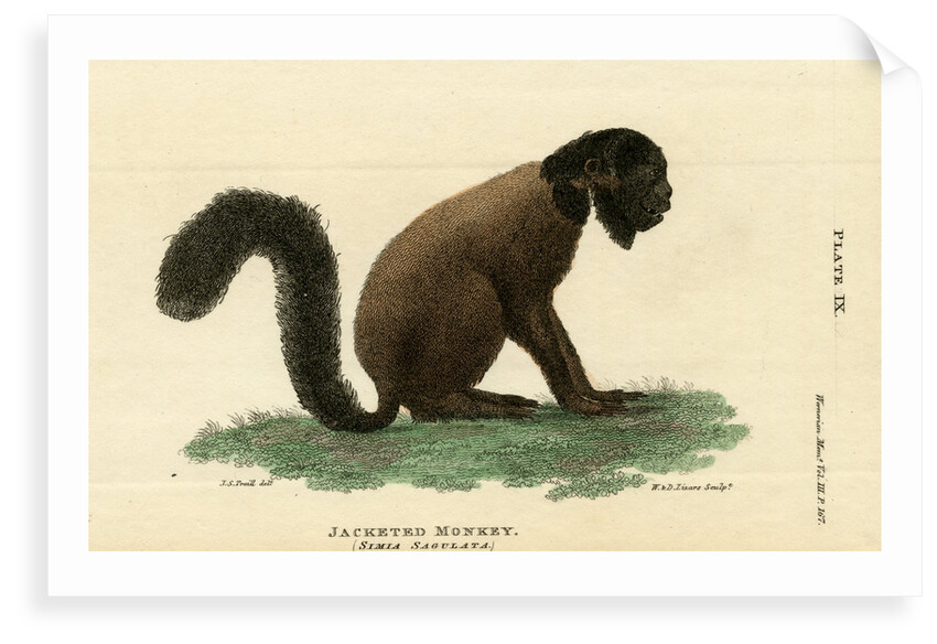 Black bearded saki by W & D Lizars