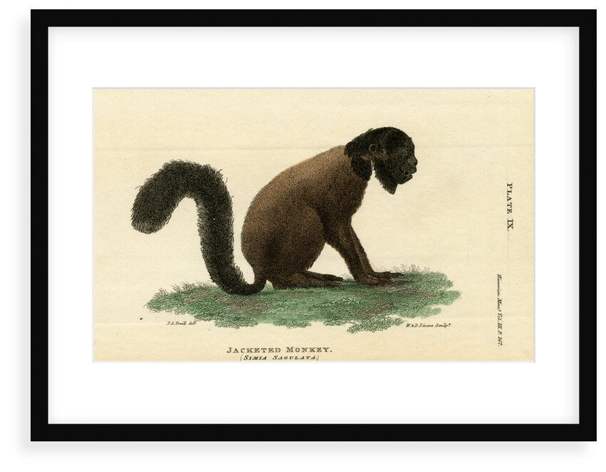 Black bearded saki by W & D Lizars