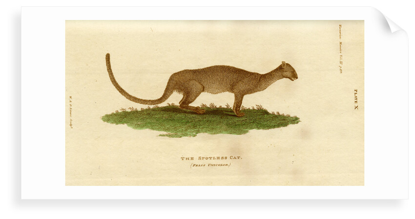 Jaguarundi by W & D Lizars