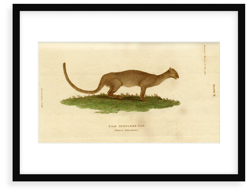 Jaguarundi by W & D Lizars