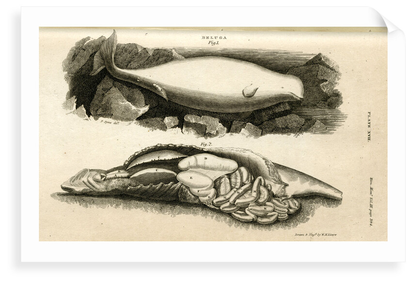 Beluga whale by William Home Lizars