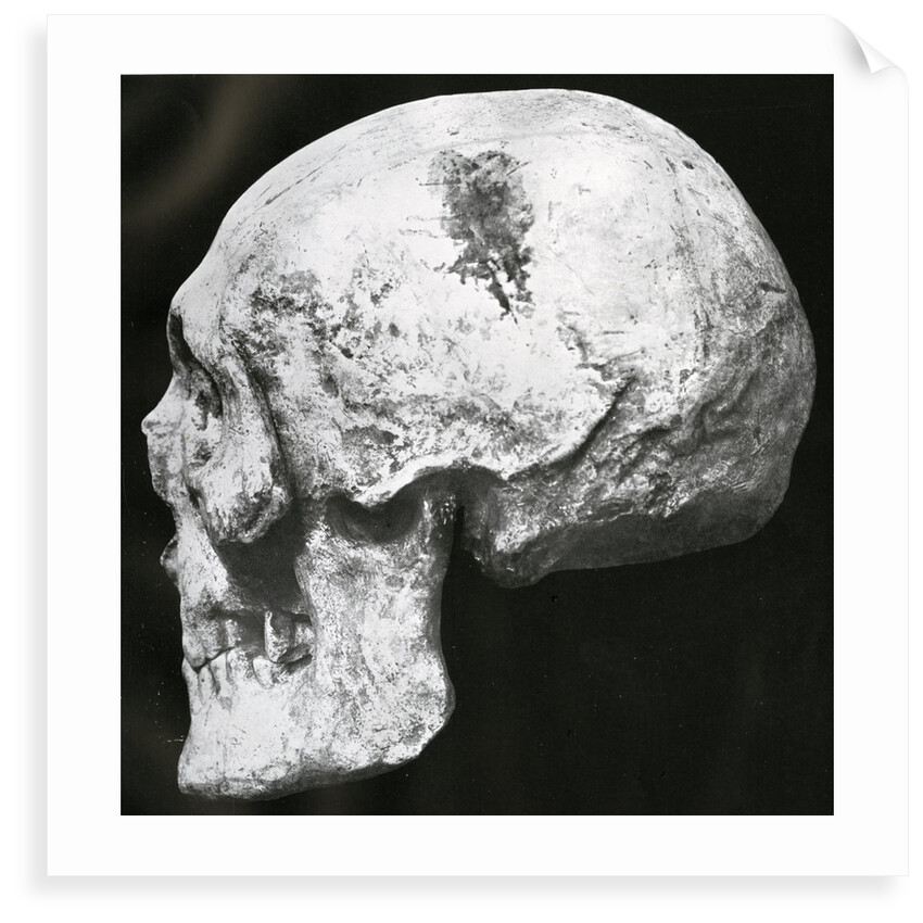 Robert the Bruce's skull by unknown
