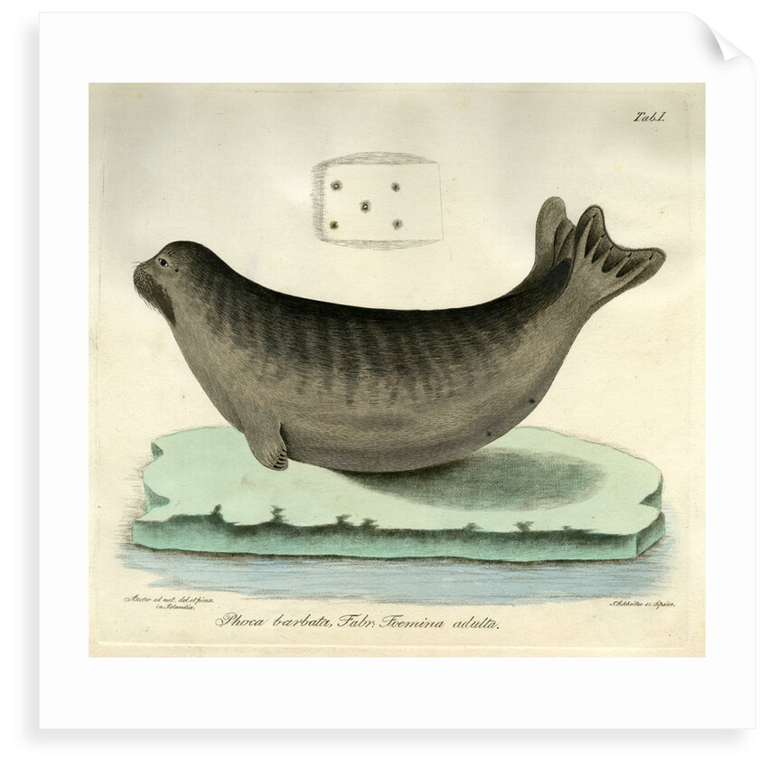 Bearded seal by Johann Friedrich Schröter
