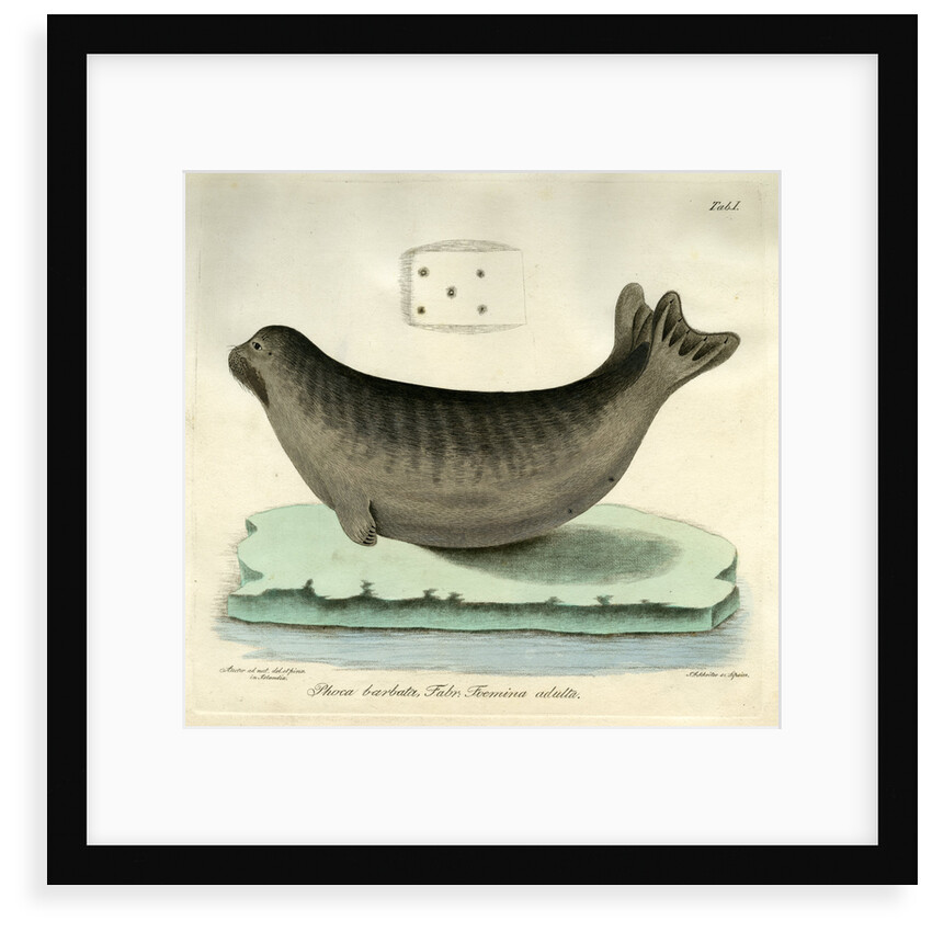 Bearded seal by Johann Friedrich Schröter