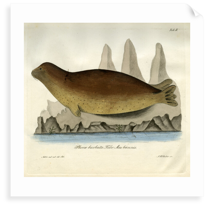 Bearded seal by Johann Friedrich Schröter