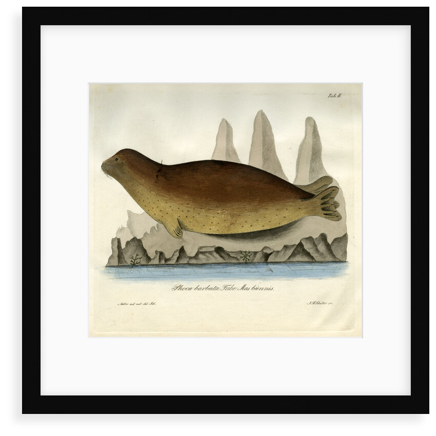 Bearded seal by Johann Friedrich Schröter