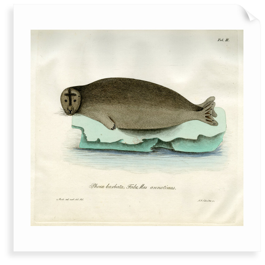 Bearded seal by Johann Friedrich Schröter