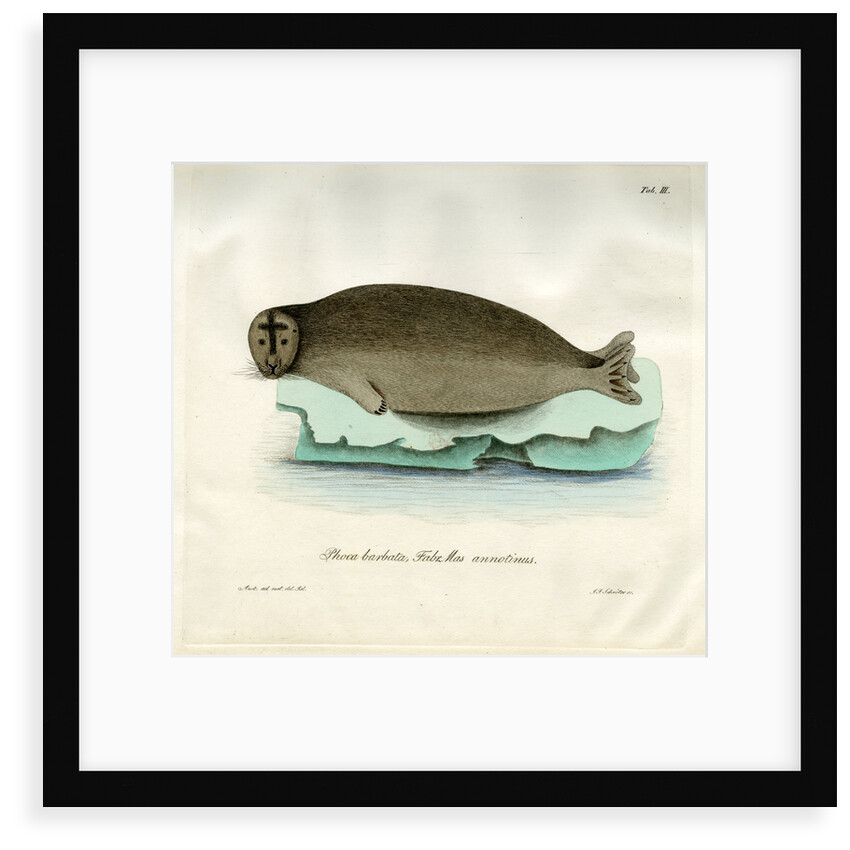 Bearded seal by Johann Friedrich Schröter