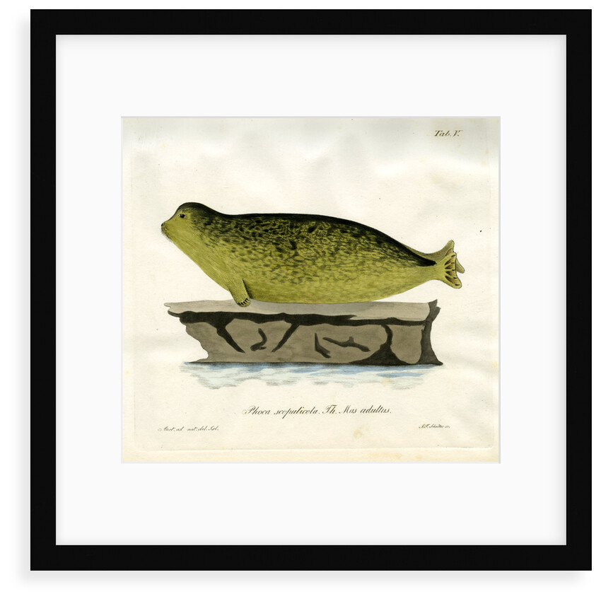 Harbour seal by Johann Friedrich Schröter