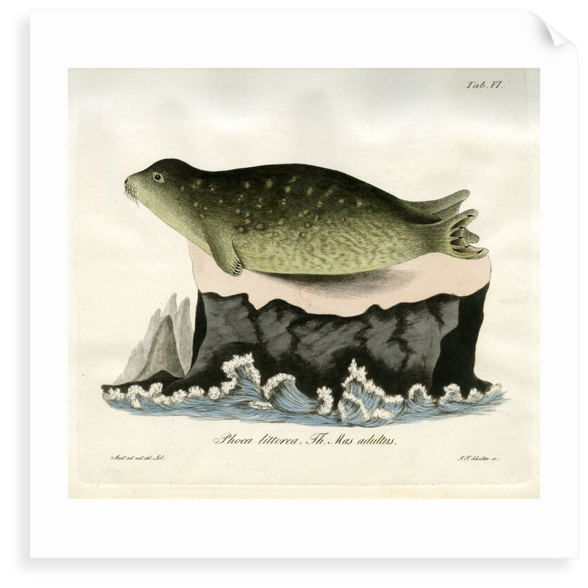 Eastern Atlantic Harbour seal by Johann Friedrich Schröter