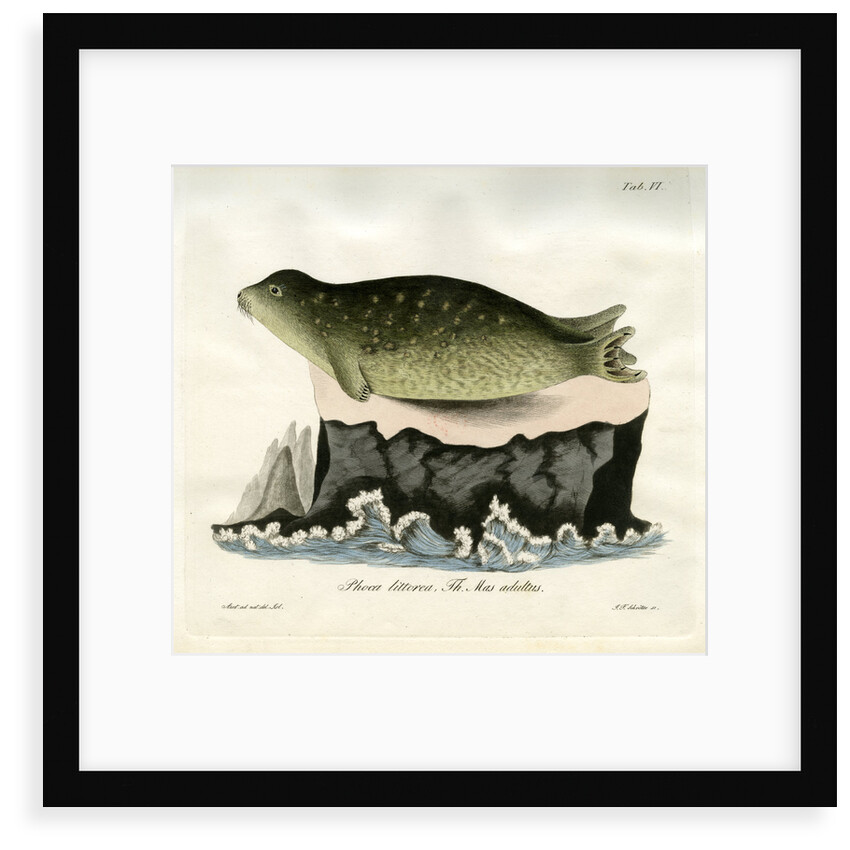 Eastern Atlantic Harbour seal by Johann Friedrich Schröter