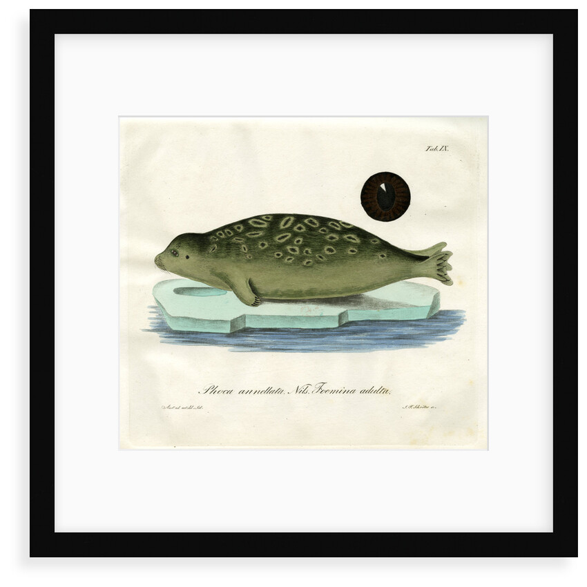 Ringed seal by Johann Friedrich Schröter