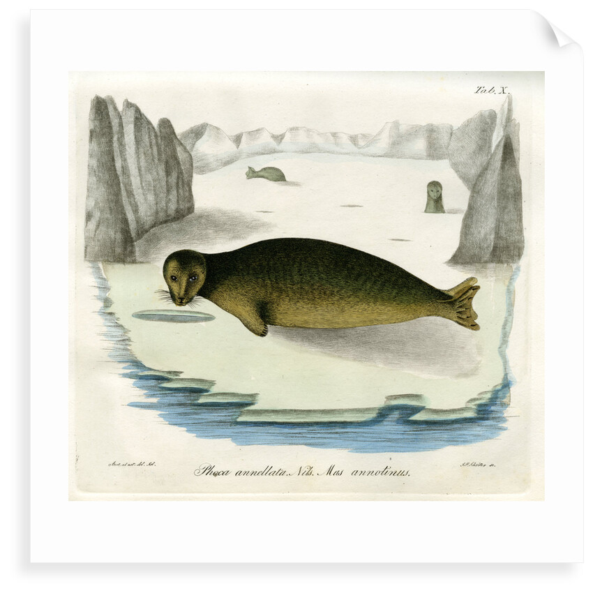 Ringed seal by Johann Friedrich Schröter