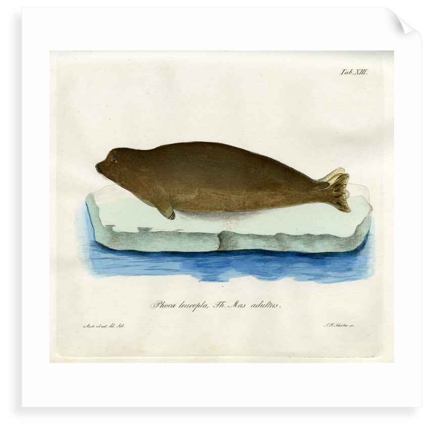 Harp seal by Johann Friedrich Schröter