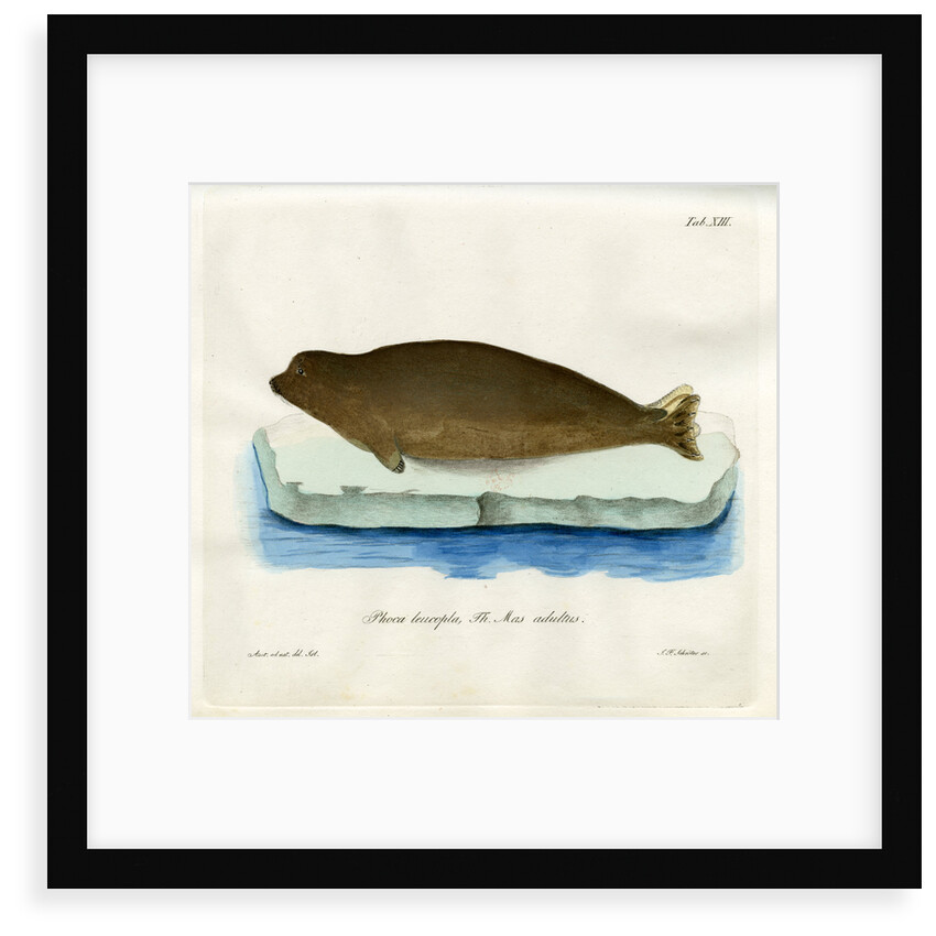 Harp seal by Johann Friedrich Schröter