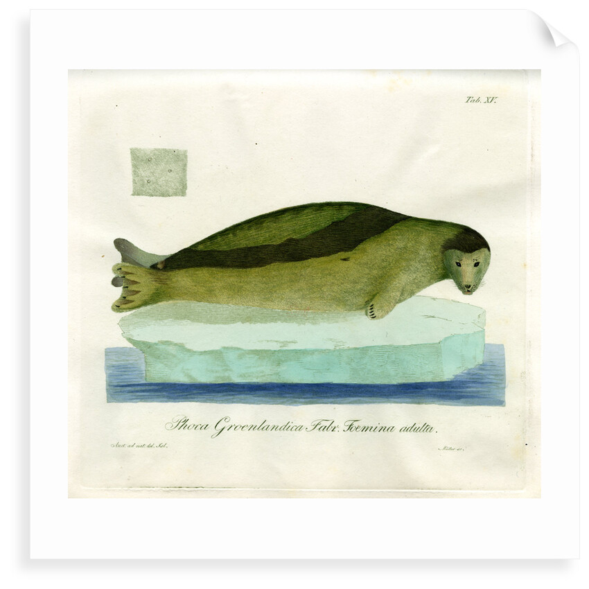 Harp seal by Friedrich Eduard Müller