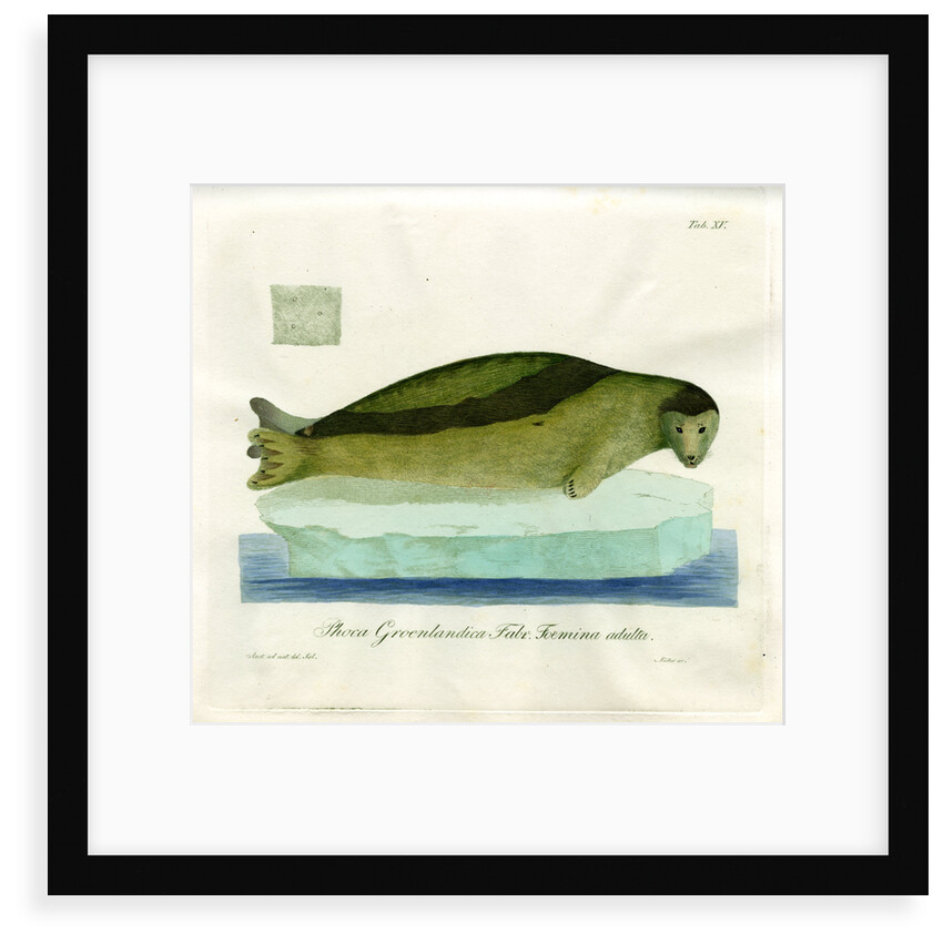 Harp seal by Friedrich Eduard Müller