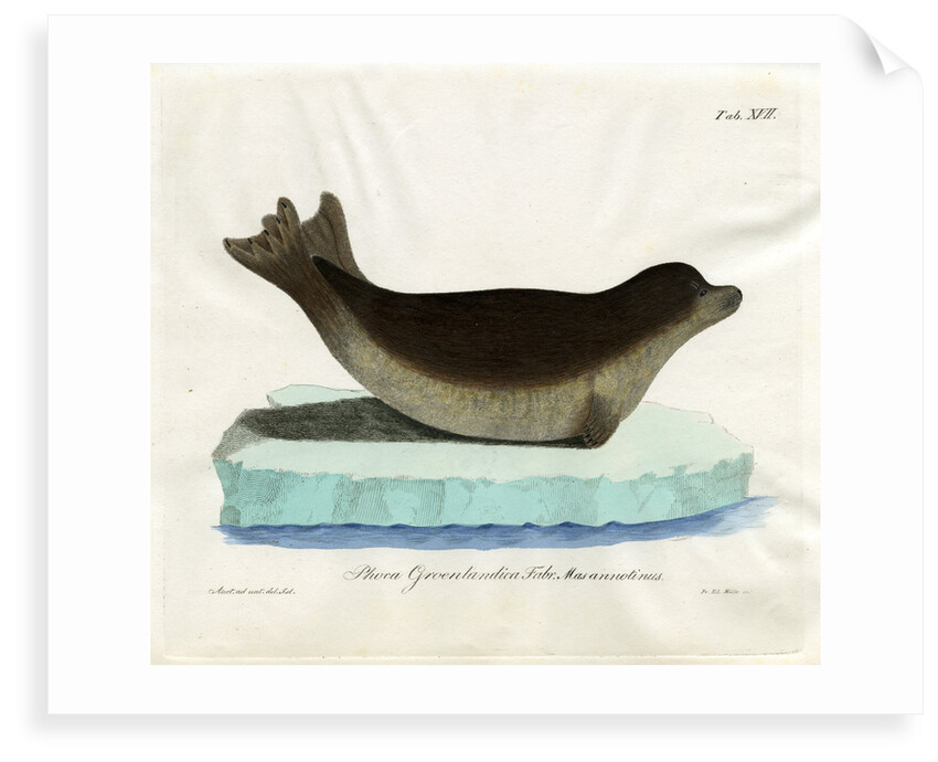 Harp seal by Friedrich Eduard Müller