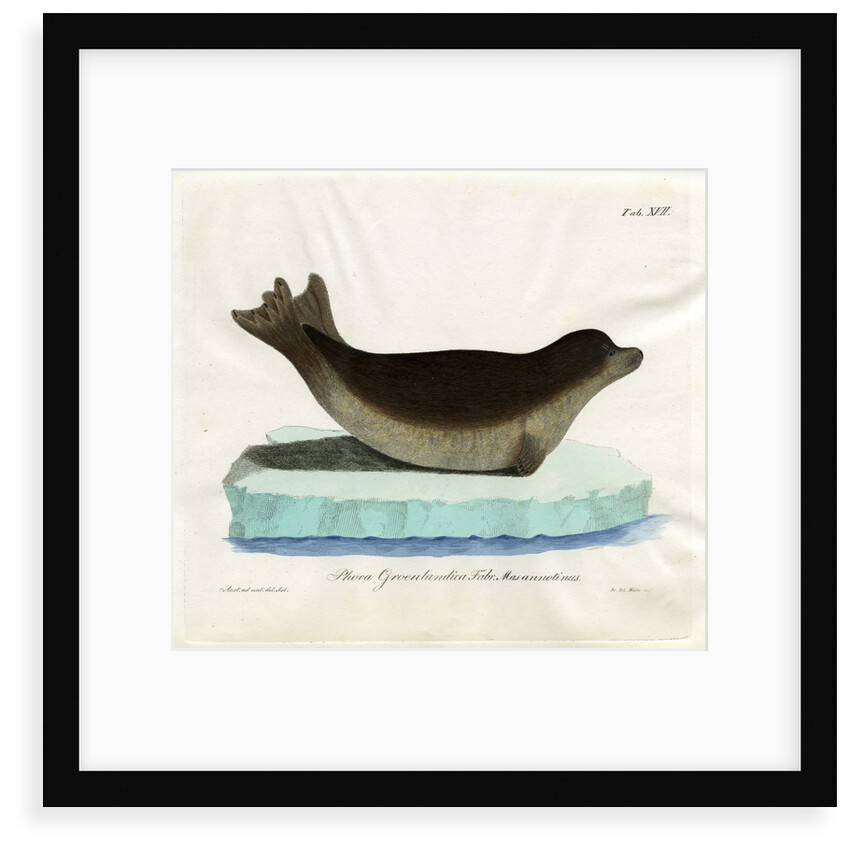 Harp seal by Friedrich Eduard Müller