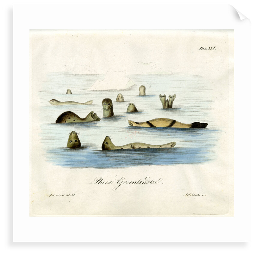 Harp seals by Johann Friedrich Schröter