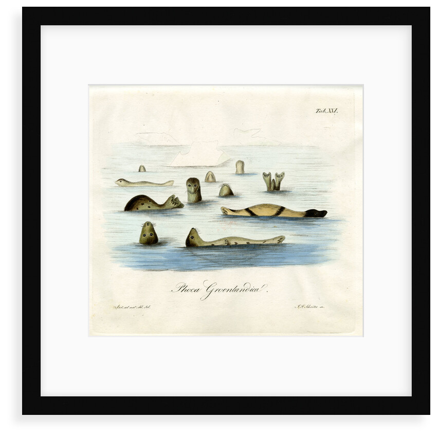 Harp seals by Johann Friedrich Schröter