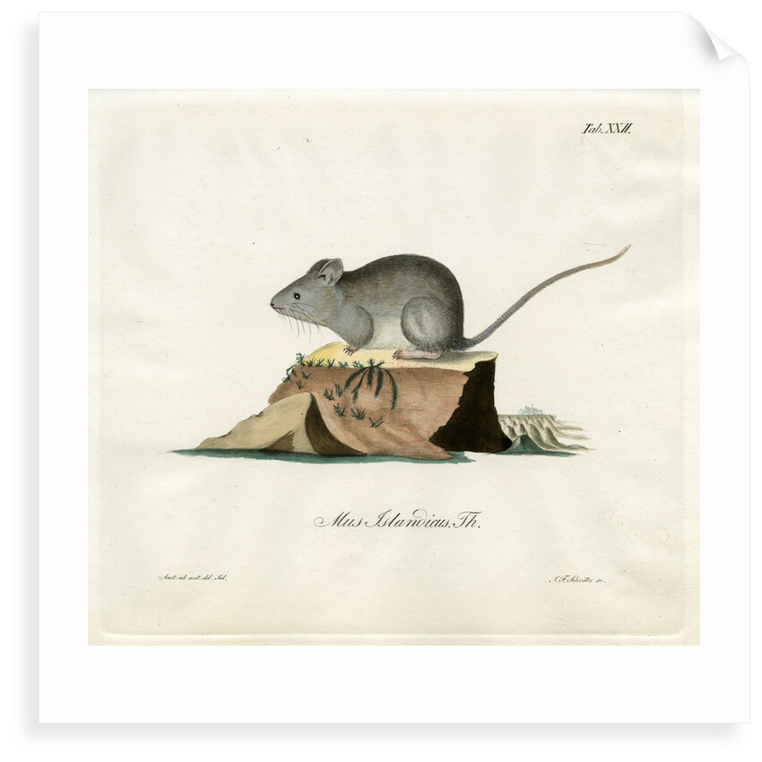 Greenland mouse by Johann Friedrich Schröter