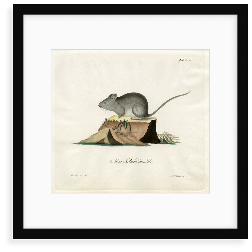 Greenland mouse by Johann Friedrich Schröter