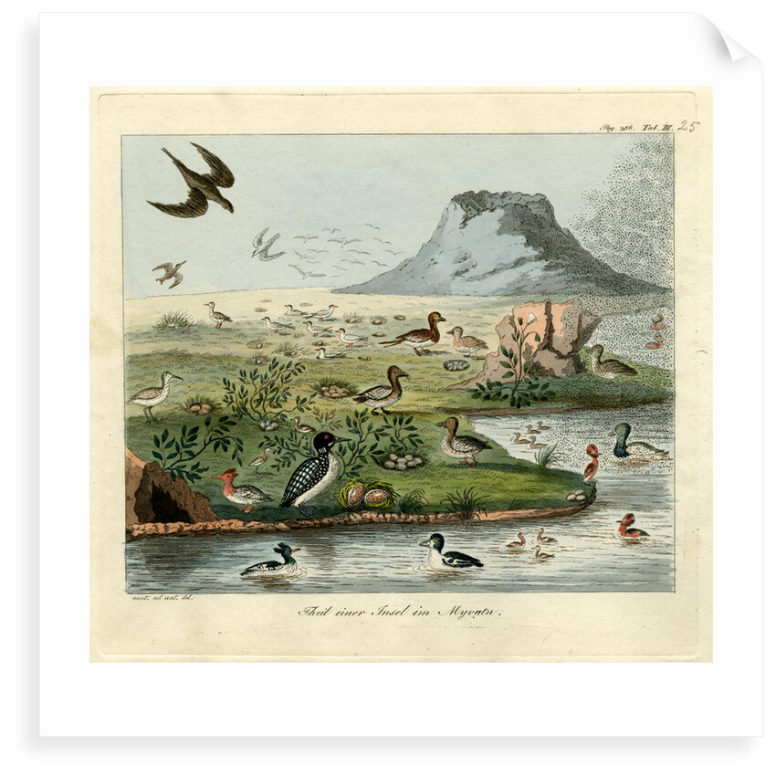 Waterfowl of Mývatn by Friedrich Eduard Müller
