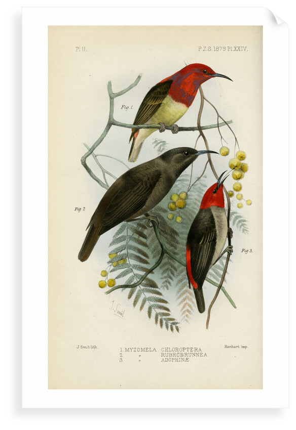 Honeyeaters by Joseph Smit