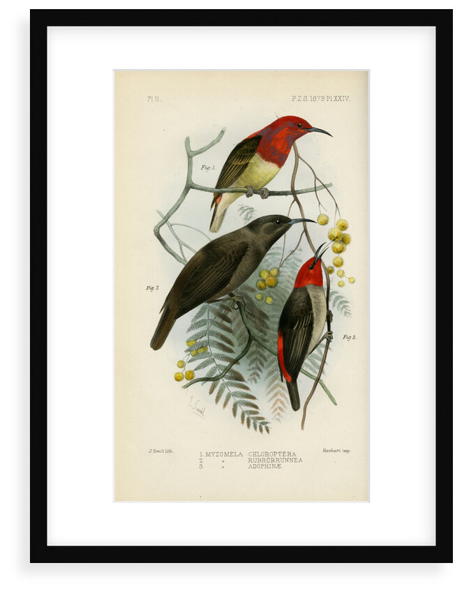 Honeyeaters by Joseph Smit
