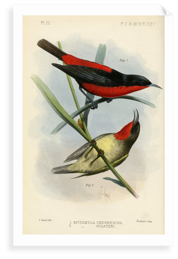 Honeyeaters by Joseph Smit